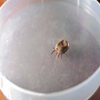 De diagnose Lyme is moeilijk en vraagt om innovatieve oplossingen